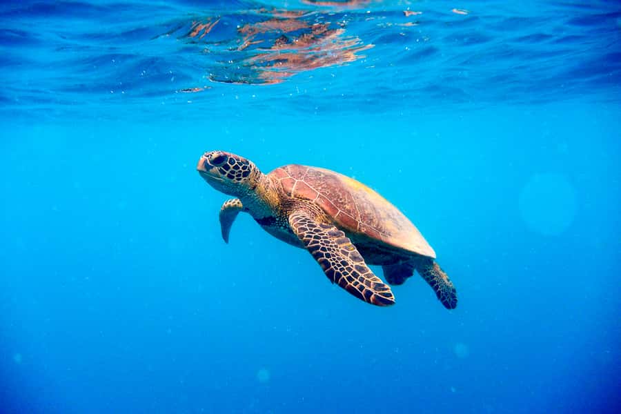 Cairns: Outer and Coral Cay Snorkel and Dive Cruise - Lunch is a genuine part of the value
