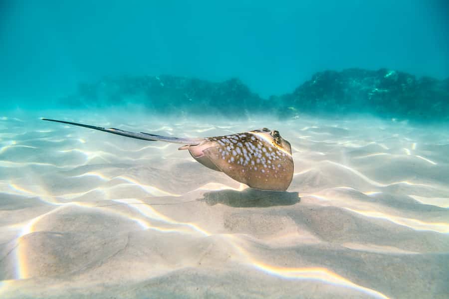 Cairns: Outer and Coral Cay Snorkel and Dive Cruise - Is $183 per person good value?
