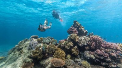 Cairns: Premium Snorkelling and Diving Reef Day Trip