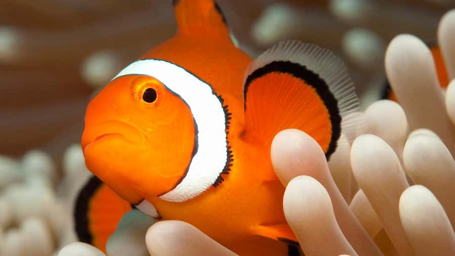 Cairns: Premium Snorkelling and Diving Reef Day Trip - Practical tips for a smoother day