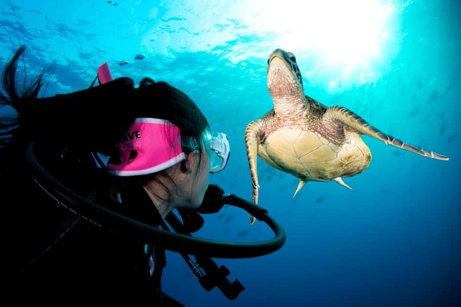 Cairns: Pro Dive 5 Day Learn to Dive Great Barrier Reef - Key points at a glance