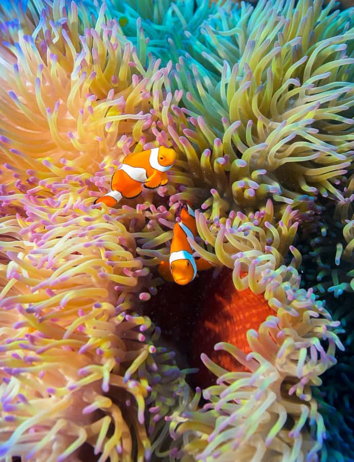 Cairns: Pro Dive 5 Day Learn to Dive Great Barrier Reef - What the $888 price really covers