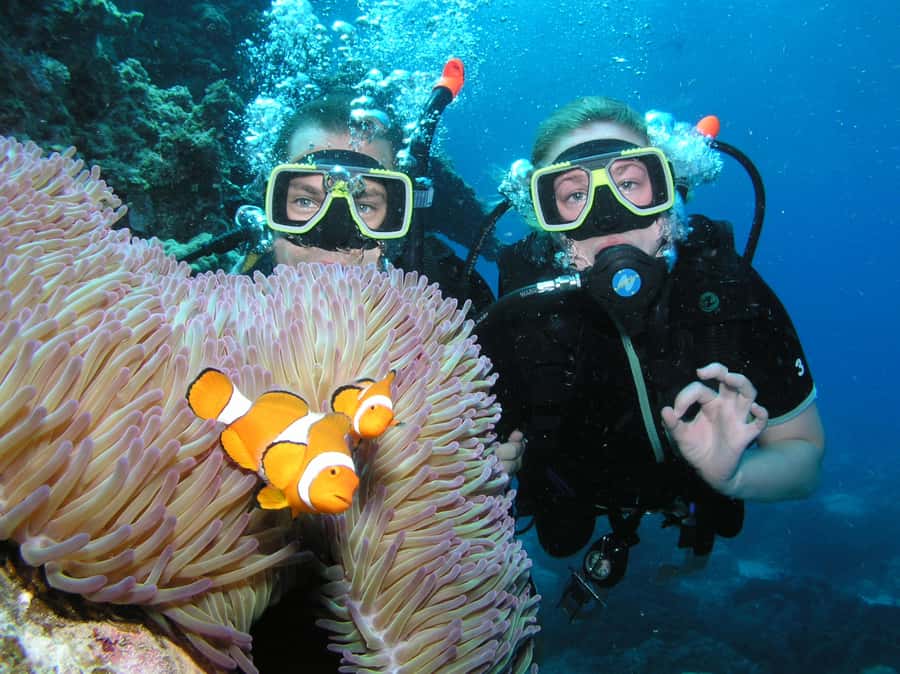 Cairns: Pro Dive Great Barrier Reef 3 Day/2 Night Dive Trip - Key points to know before booking