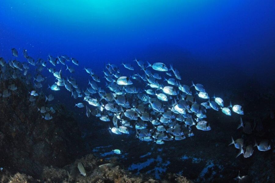 Calvi: Introduction to Diving Dive with an Instructor - Key points to know before booking
