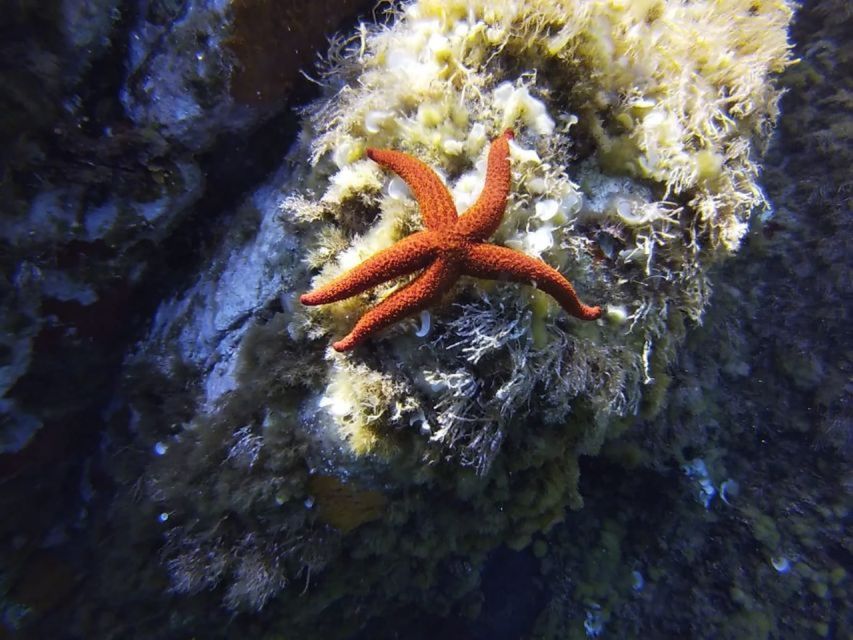 Calvi: PE12 Certificate Diving Lessons with Instructor - What the Calvi scuba lesson really offers