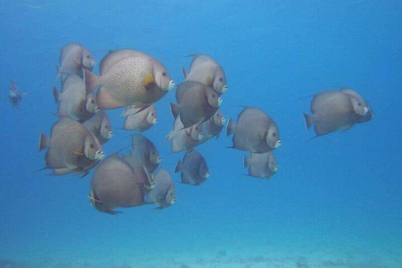 Cancun: Beginner Scuba Diving at Underwater Museum - Manchones Reef: a natural counterpoint
