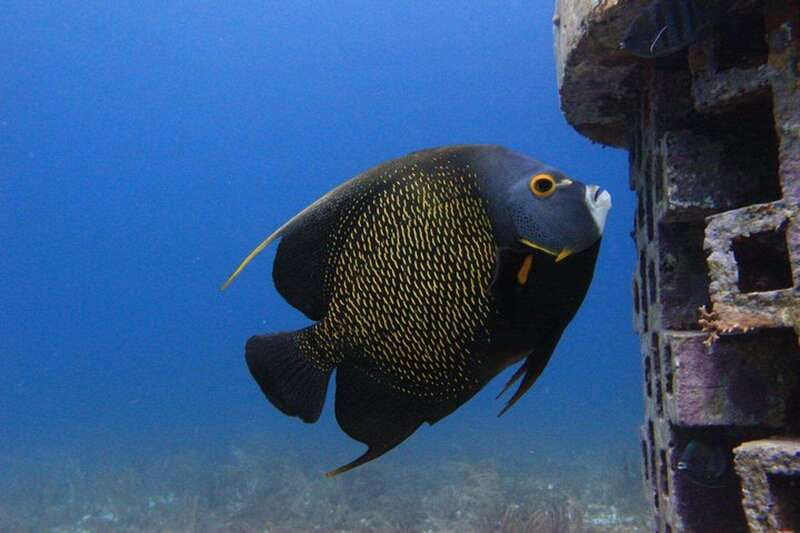 Cancun: Dive Underwater Museum & Manchones Reef - The Underwater Museum: art with fish for company