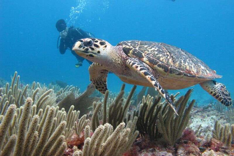 Cancun: Dive Underwater Museum & Manchones Reef - Who will enjoy this most
