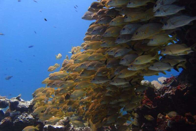 Cancun: Dive Underwater Museum & Manchones Reef - Meeting Coconut Divers at 8:30 AM