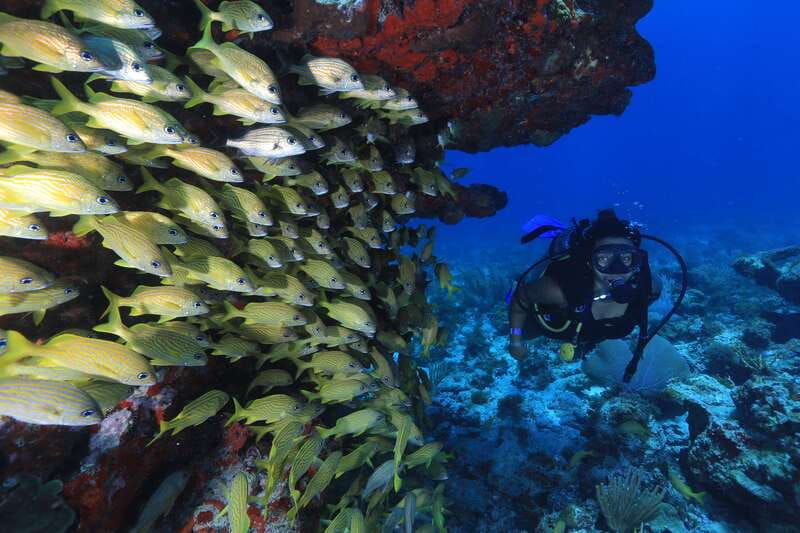 Cancun: Scuba Diving for Beginners, 2 Dives - The boat ride and motion sickness question