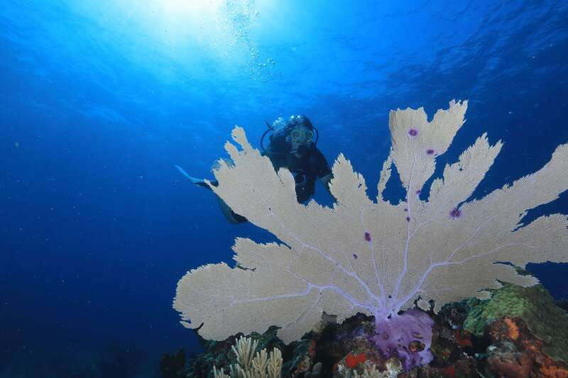 Cancun: Scuba Diving for Beginners, 2 Dives - Health rules and the no-flying window