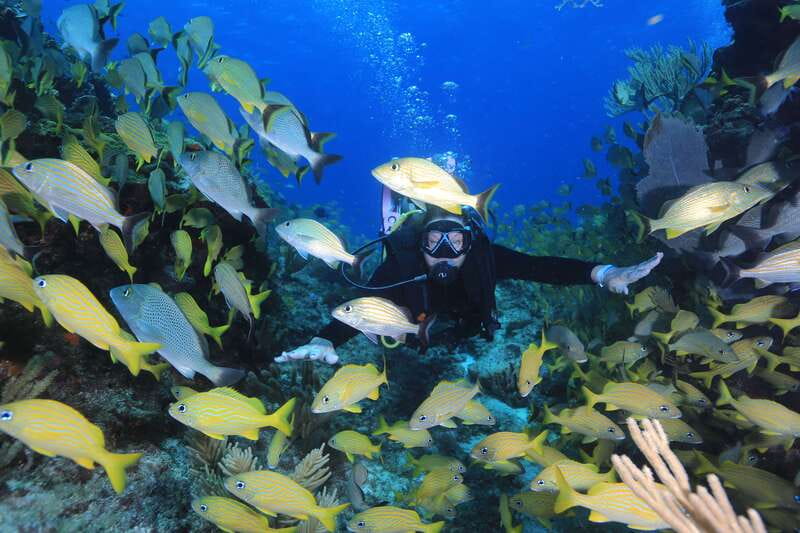 Cancun: Scuba Diving for Certified Divers, 3 options to dive - Punta Cancun, two natural reefs outside the bay