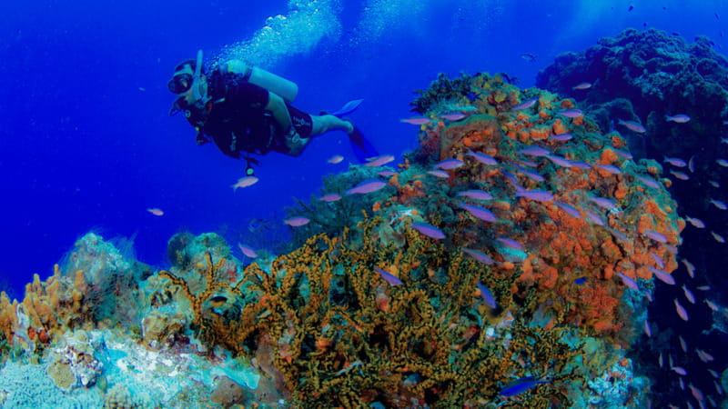Cancún: Underwater Museum & Reef for Certified Scuba Divers - What the $98 price really covers