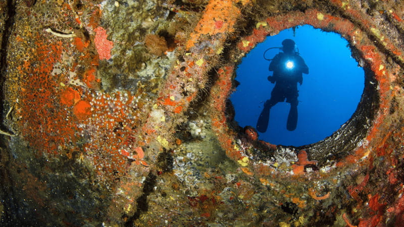 Cancún: Wreck and Reef for Certified Scuba Divers - Winter eagle rays around the minesweeper