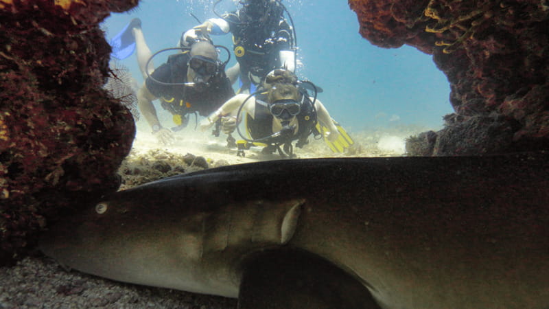 Cancún: Wreck and Reef for Certified Scuba Divers - What the $95 price really covers