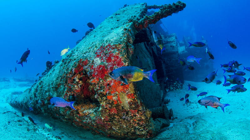 Cancún: Wreck and Reef for Certified Scuba Divers - A second session at 55 feet