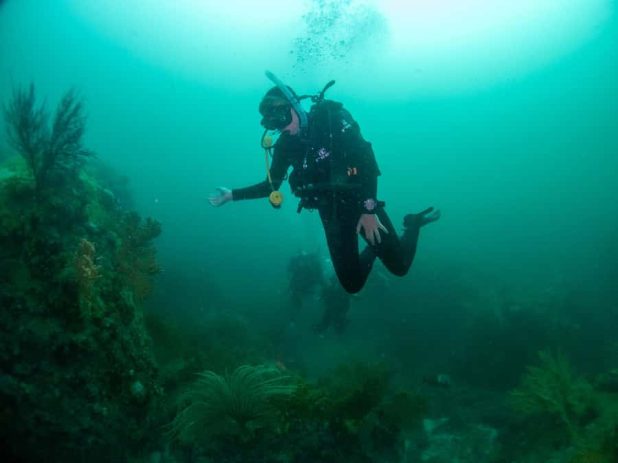 Cape Town: Discover Scuba Diving - 1 day experience - Practical tips for getting the most from it