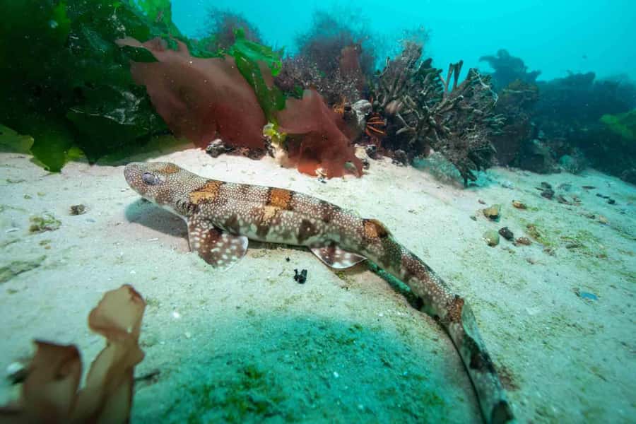 Cape Town: Discover Scuba Diving - 1 day experience - How the four-hour schedule feels
