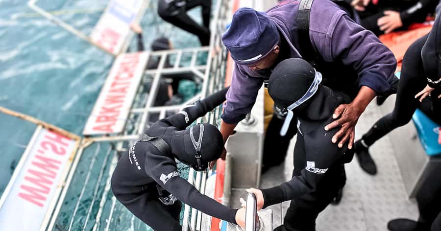 Cape Town: Gansbaai Eco-Friendly Shark Cage Diving Cruise - Key points to know before booking