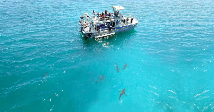 Cape Town: Gansbaai Eco-Friendly Shark Cage Diving Cruise - Practical details that make the day easier