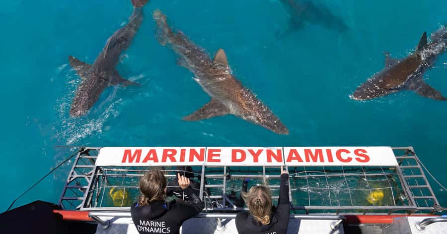 Cape Town: Gansbaai Eco-Friendly Shark Cage Diving Cruise - A short boat ride to the shark grounds