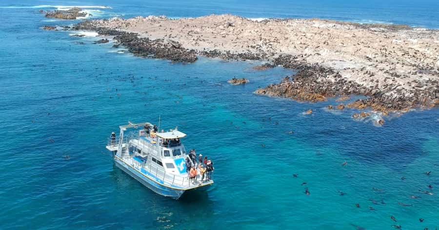 Cape Town: Gansbaai Eco-Friendly Shark Cage Diving Cruise - The great white question