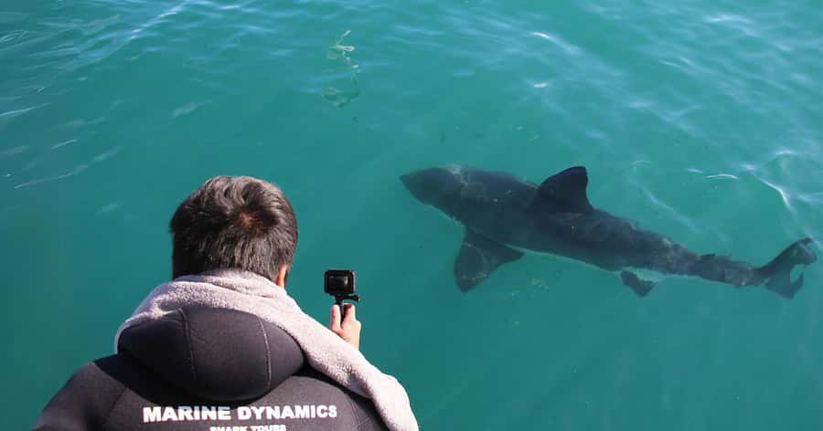 Cape Town: Gansbaai Eco-Friendly Shark Cage Diving Cruise - Watching from the deck if you stay dry
