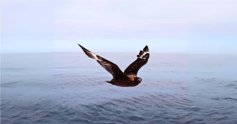 Cape Town: Gansbaai Eco-Friendly Shark Cage Diving Cruise - Soup, bread, and the African Penguin and Seabird Sanctuary