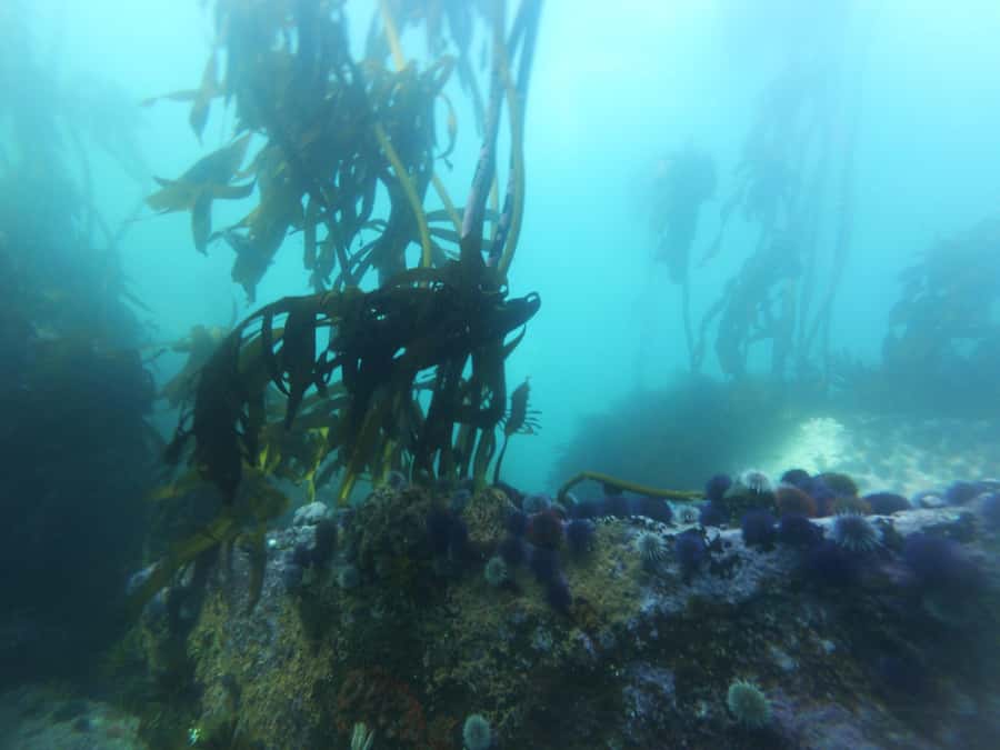 Cape Town: Scuba Diving Experience for Beginners - Who should book this experience