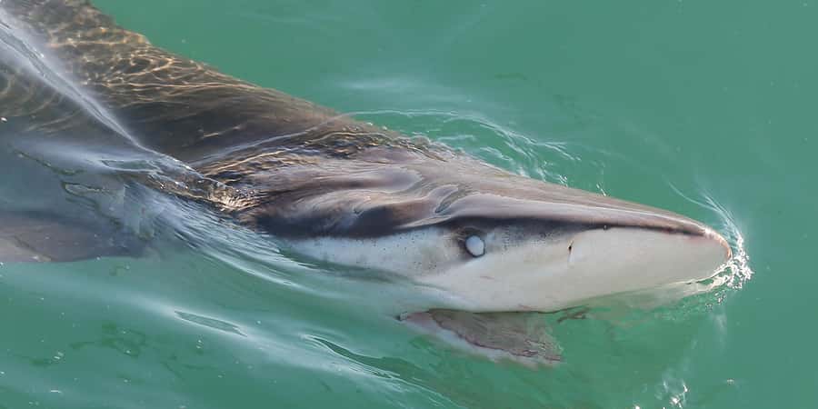 Cape Town: Shark Cage Dive - A close look at bronze whaler sharks in False Bay