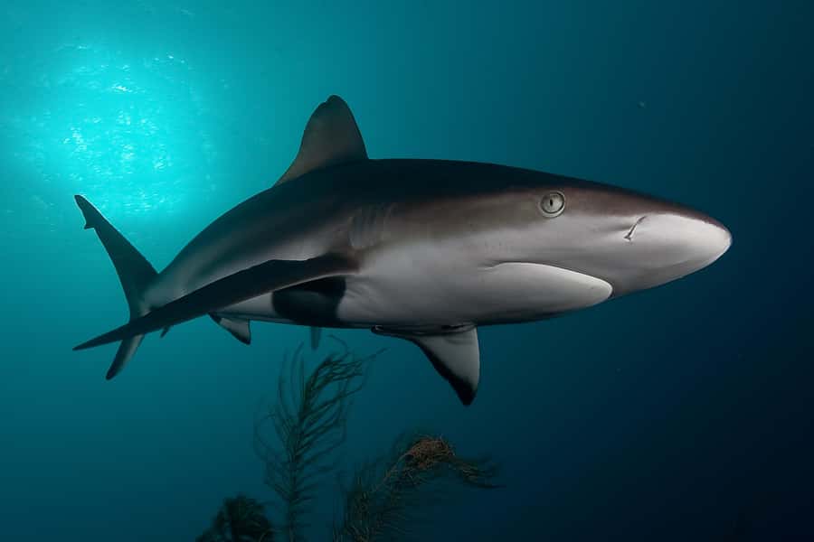 Cape Town: Shark Cage Dive - Why the three-hour plan feels fuller than a shark stop
