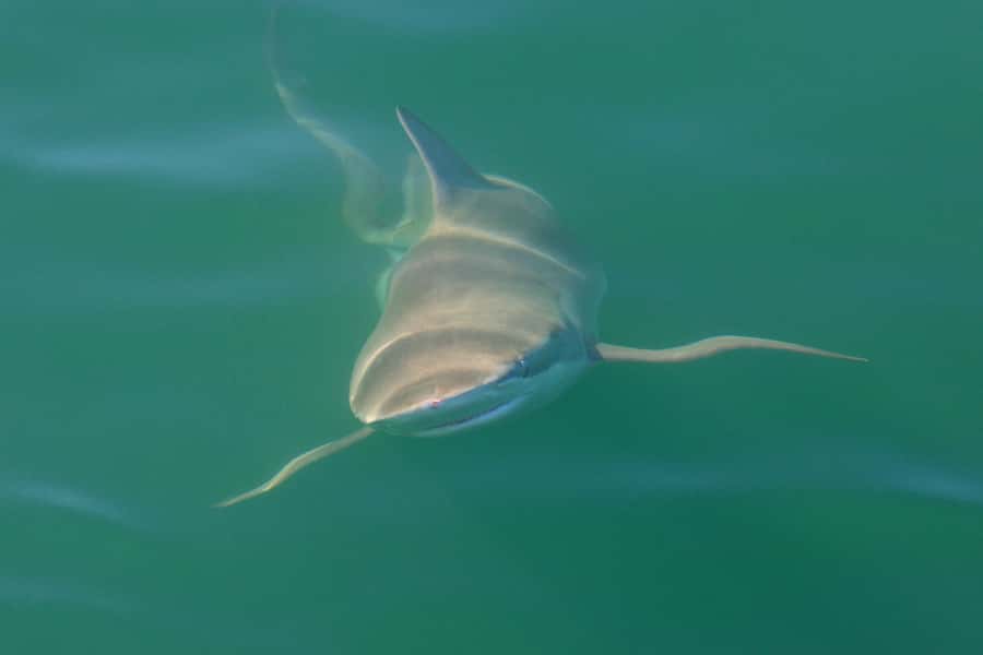Cape Town: Shark Cage Dive - The safety briefing and equipment
