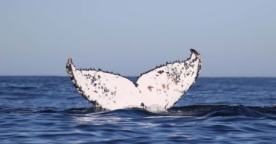 Cape Town: Shark Cage Dive - What the crew adds to the outing