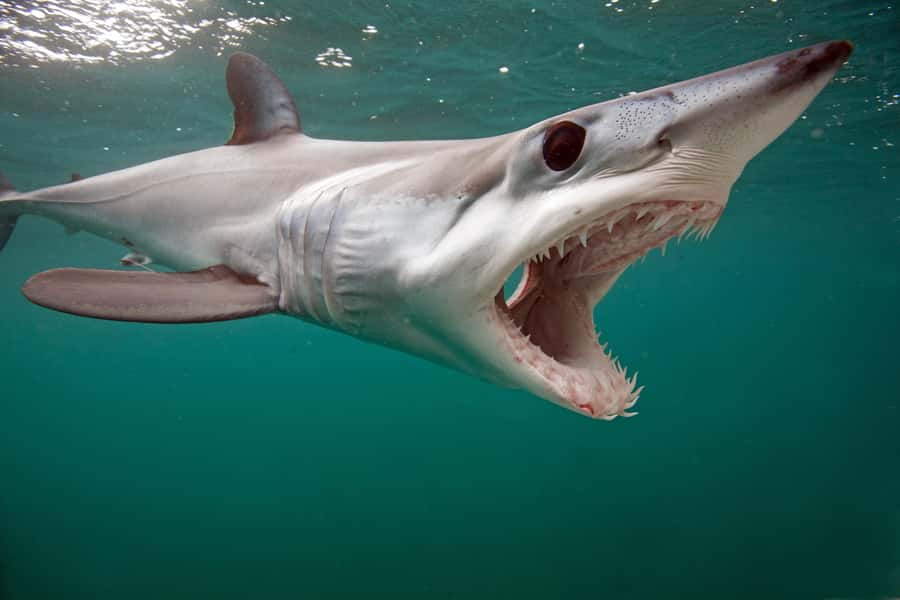 Cape Town: Shark Cage Dive - Is $274 a fair price?