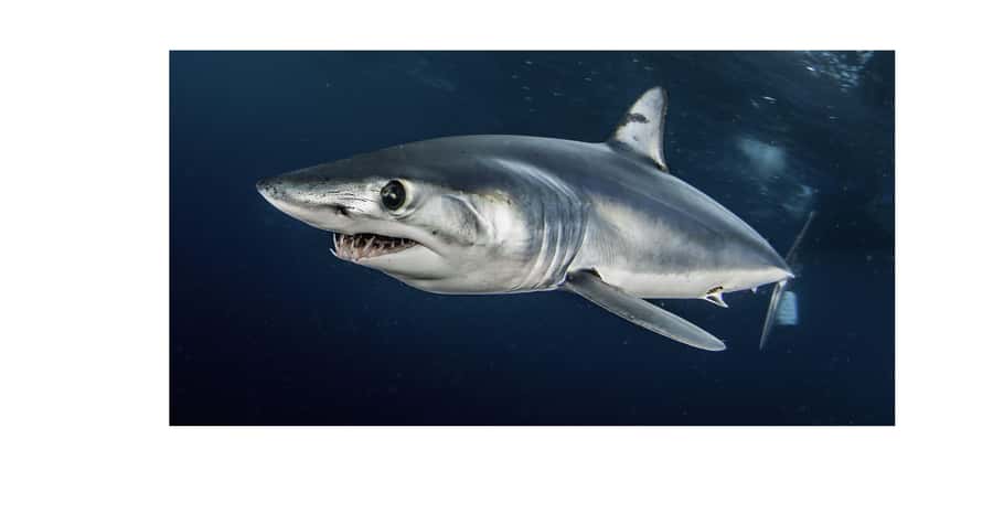 Cape Town: Shark Cage Dive - Who should book this experience?