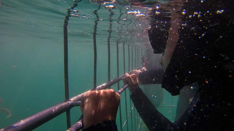 Cape Town: Shark Cage Dive - What happens at Simon’s Town