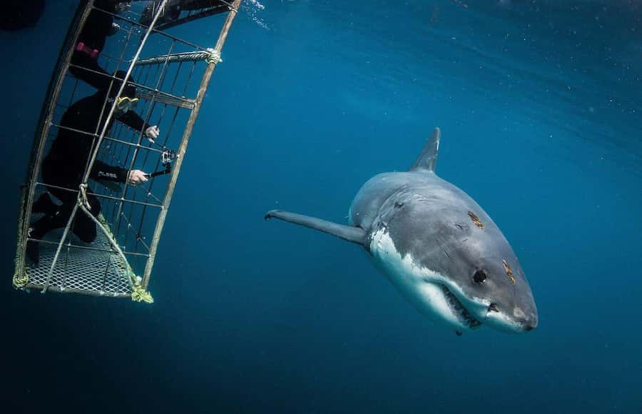 Cape Town: Shark Cage Diving Tour (with Breakfast & Lunch) - Key points to know before you book