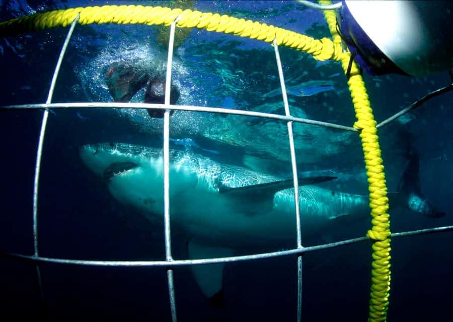 Cape Town: Shark Cage Diving Tour (with Breakfast & Lunch) - Breakfast in Gansbaai before the boat ride