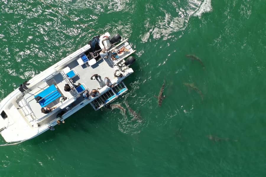 Cape Town: Shark Cage Diving Tour (with Breakfast & Lunch) - Lunch, homemade soup, and the end of the outing