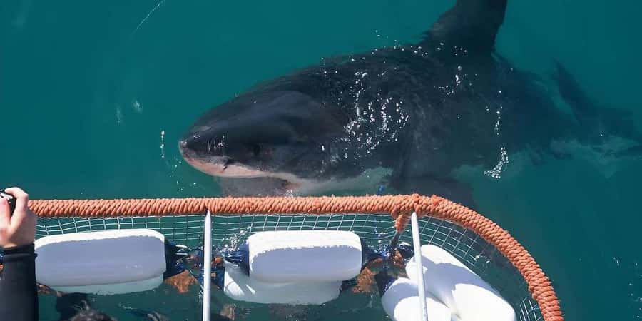 Cape Town: Shark Cage Diving Tour (with Breakfast & Lunch) - Who will get the most from this day?