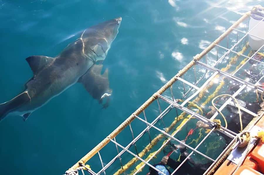 Cape Town: Shark Cage Diving Tour (with Breakfast & Lunch) - Is the $278 price fair?