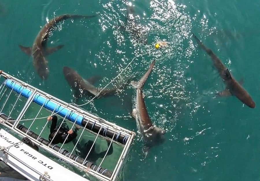 Cape Town: Shark Cage Diving Tour (with Breakfast & Lunch) - Early pickup from three Cape Town areas