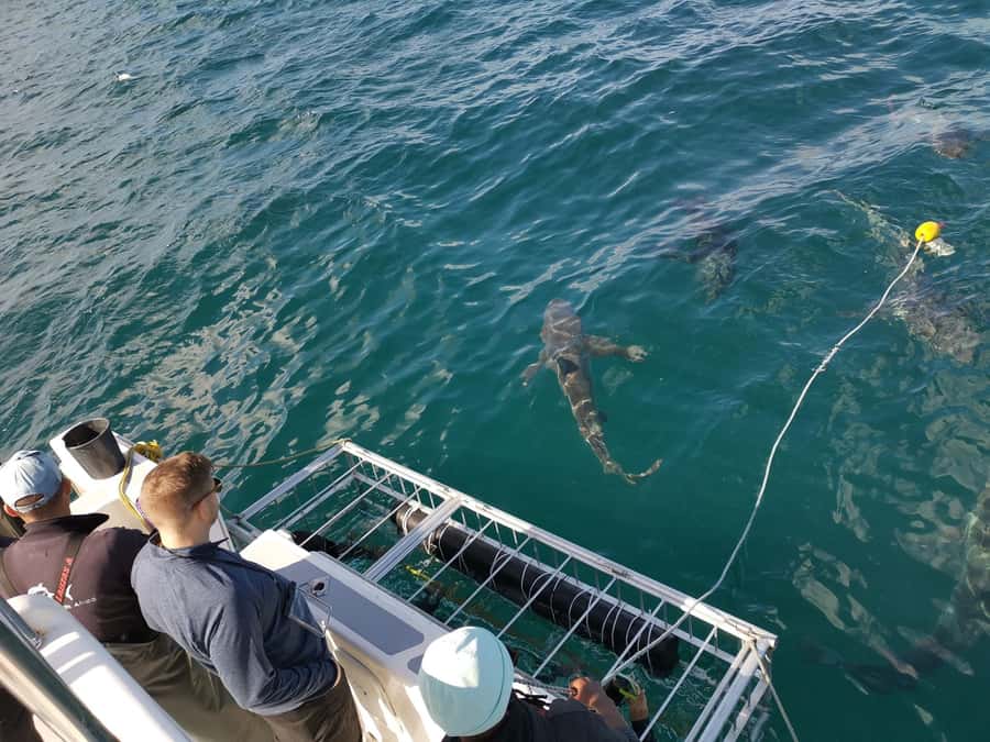 Cape Town: Shark Cage Diving with Snacks and Soft Drinks - Practical packing advice for the morning