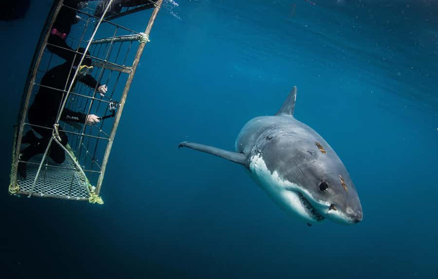 Cape Town: Shark Cage Diving with Snacks and Soft Drinks - What the Cape Town shark encounter is really like