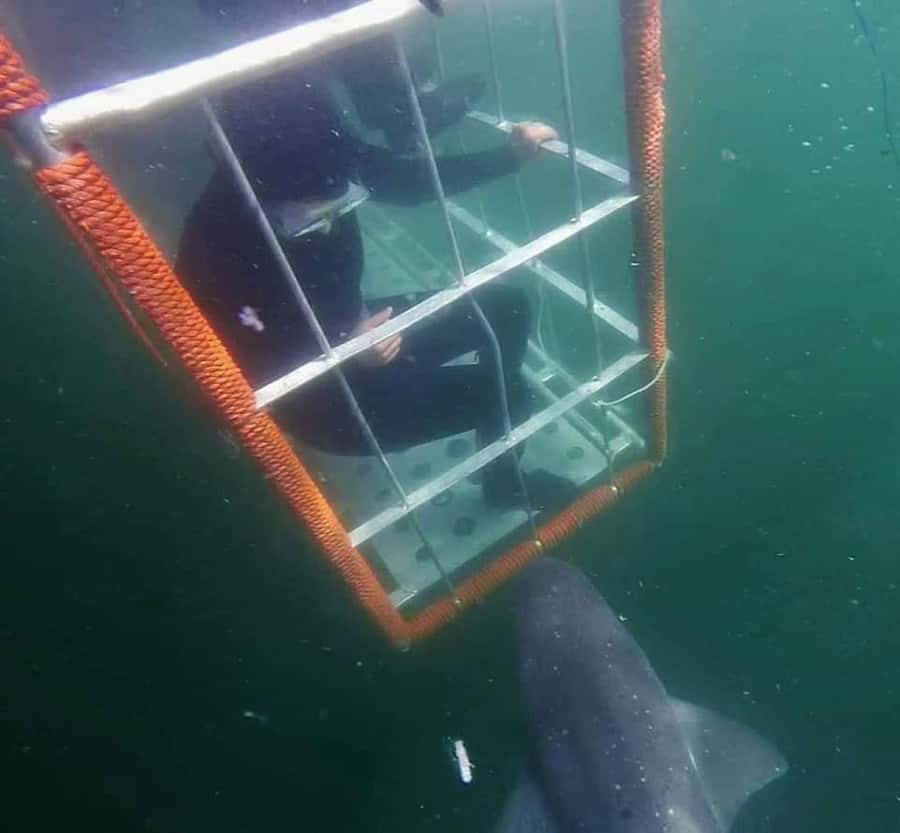 Cape Town: Shark Cage Diving with Snacks and Soft Drinks - The safety briefing and equipment fitting