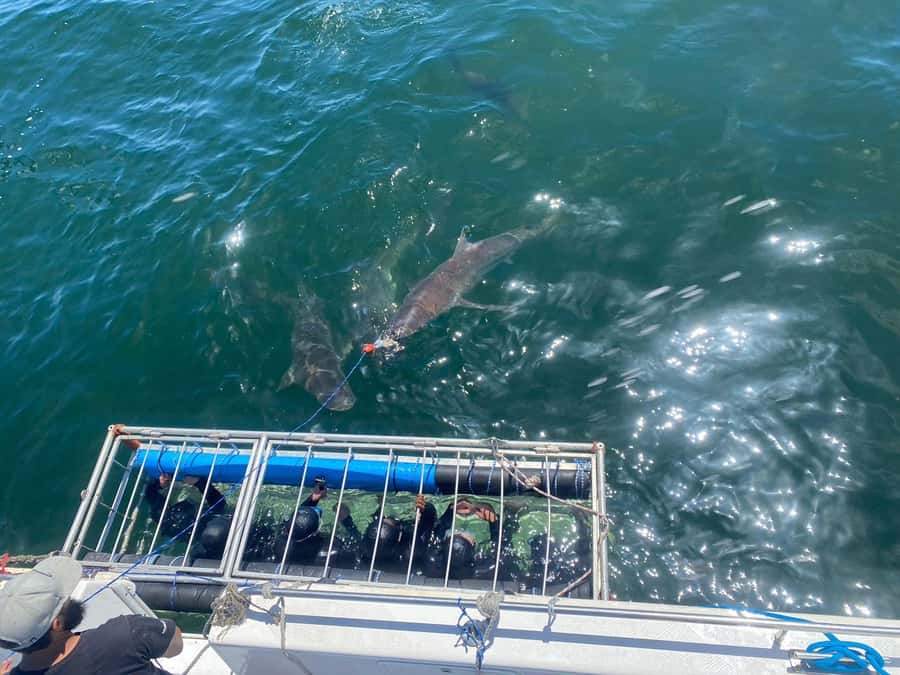Cape Town: Shark Cage Diving with Snacks and Soft Drinks - Taking turns inside the secure cage