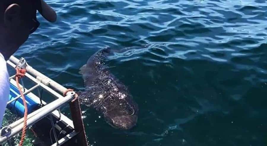 Cape Town: Shark Cage Diving with Snacks and Soft Drinks - Food, drinks, and comfort on a four-hour boat trip