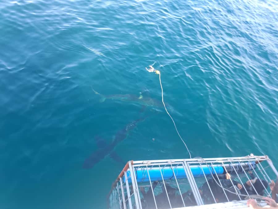 Cape Town: Shark Cage Diving with Snacks and Soft Drinks - Is $233 good value?
