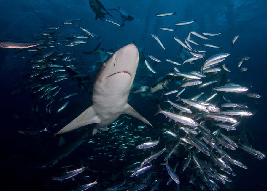 Cape Town: Shark Cage Diving with Snacks and Soft Drinks - Who should book this False Bay outing?