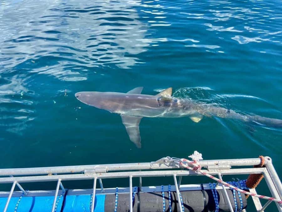 Cape Town: Shark Cage Diving with Snacks and Soft Drinks - Meeting at 62 St George’s St and heading to False Bay
